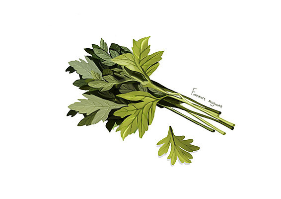 PSD 일러스트 사람없음 신선 오브젝트 유기농 나물 봄나물 쑥 제철 디테일 제철음식 국내일러스트 웰빙 음식 채소 파일형식