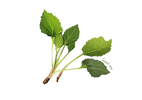 PSD 일러스트 사람없음 신선 오브젝트 유기농 나물 봄나물 제철 취나물 디테일 제철음식 국내일러스트 웰빙 음식 채소 파일형식