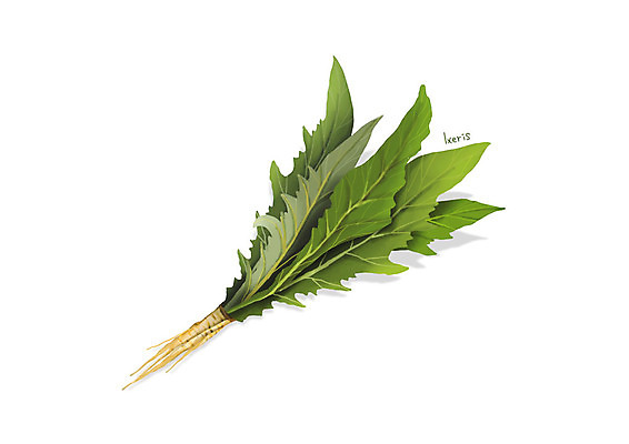 PSD 일러스트 사람없음 신선 오브젝트 유기농 나물 봄나물 디테일 씀박이 국내일러스트 웰빙 채소 파일형식