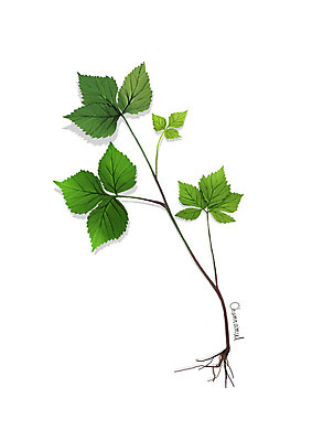 PSD 일러스트 사람없음 신선 오브젝트 유기농 나물 봄나물 디테일 국내일러스트 웰빙 채소 파일형식