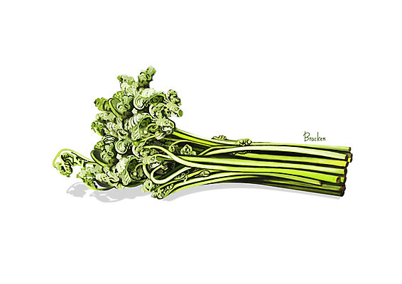 PSD 일러스트 사람없음 신선 오브젝트 유기농 나물 고사리 봄나물 디테일 산나물 국내일러스트 웰빙 채소 파일형식