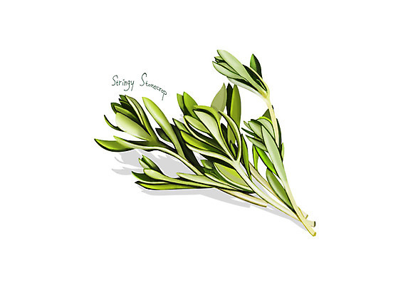 PSD 일러스트 사람없음 신선 오브젝트 유기농 나물 돌나물 봄나물 디테일 국내일러스트 웰빙 채소 파일형식