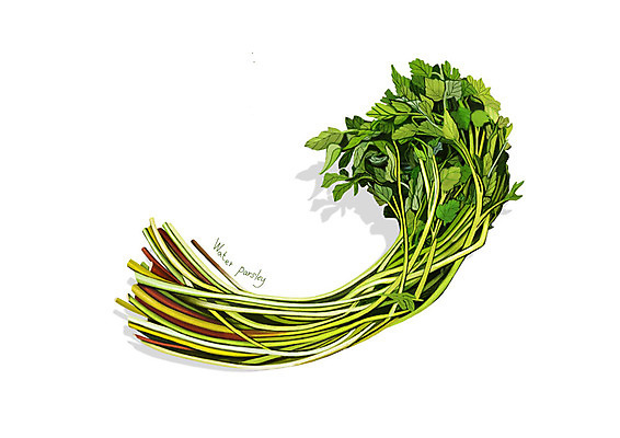 PSD 일러스트 사람없음 신선 오브젝트 유기농 나물 미나리 봄나물 디테일 국내일러스트 웰빙 채소 파일형식