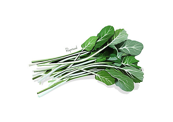 PSD 일러스트 사람없음 신선 오브젝트 유기농 나물 봄나물 유채나물 디테일 국내일러스트 웰빙 채소 파일형식