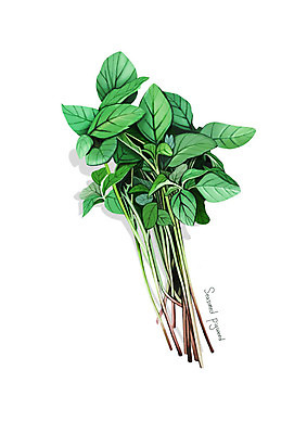 PSD 일러스트 사람없음 신선 오브젝트 유기농 나물 봄나물 디테일 비름나물 국내일러스트 웰빙 채소 파일형식