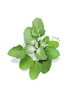 PSD 일러스트 사람없음 신선 오브젝트 유기농 나물 봄나물 디테일 명아주나물 국내일러스트 웰빙 채소 파일형식