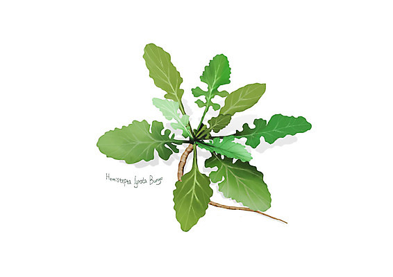 PSD 일러스트 사람없음 신선 오브젝트 유기농 나물 봄나물 디테일 지칭개 국내일러스트 웰빙 채소 파일형식