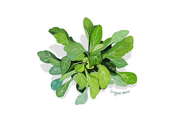 PSD 일러스트 사람없음 신선 오브젝트 유기농 나물 개망초 봄나물 디테일 국내일러스트 웰빙 꽃 채소 파일형식