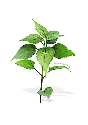 PSD 일러스트 사람없음 신선 오브젝트 유기농 나물 봄나물 디테일 모시대나물 국내일러스트 웰빙 채소 파일형식