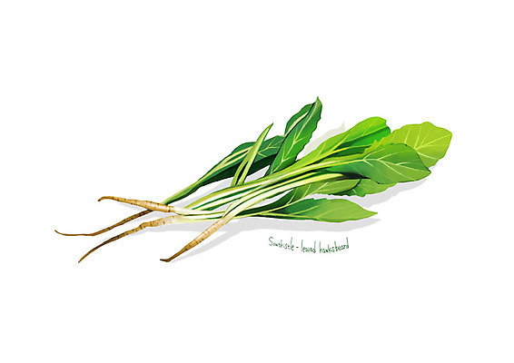 PSD 일러스트 사람없음 신선 오브젝트 유기농 나물 고들빼기 봄나물 디테일 국내일러스트 웰빙 채소 파일형식