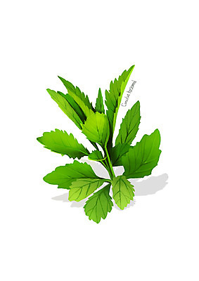 PSD 일러스트 사람없음 신선 오브젝트 유기농 나물 봄나물 디테일 망초나물 국내일러스트 웰빙 채소 파일형식