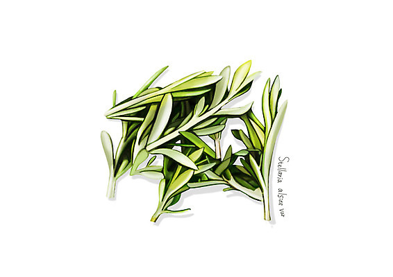 PSD 일러스트 사람없음 신선 오브젝트 유기농 나물 봄나물 디테일 벌금자리 국내일러스트 웰빙 채소 파일형식