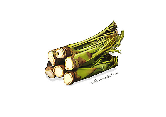 PSD 일러스트 사람없음 신선 오브젝트 유기농 나물 봄나물 디테일 두릅나물 국내일러스트 웰빙 채소 파일형식