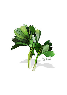 PSD 일러스트 사람없음 신선 오브젝트 유기농 나물 방풍 봄나물 디테일 국내일러스트 웰빙 채소 파일형식