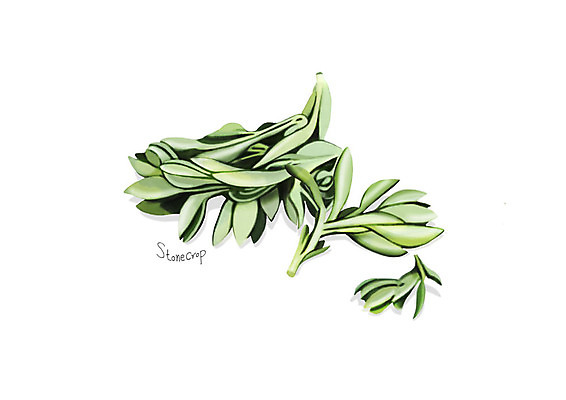 PSD 일러스트 사람없음 신선 오브젝트 유기농 나물 돌나물 봄나물 디테일 국내일러스트 웰빙 채소 파일형식