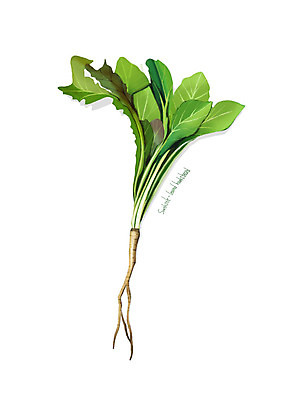 PSD 일러스트 사람없음 신선 오브젝트 유기농 나물 고들빼기 봄나물 디테일 국내일러스트 웰빙 채소 파일형식