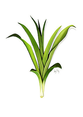 PSD 일러스트 사람없음 신선 오브젝트 유기농 나물 봄나물 원추리 디테일 국내일러스트 웰빙 채소 파일형식