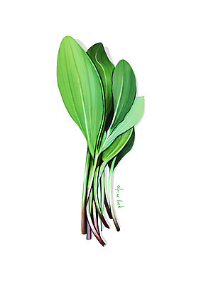 PSD 일러스트 사람없음 신선 오브젝트 유기농 나물 봄나물 디테일 명이나물 국내일러스트 웰빙 채소 파일형식