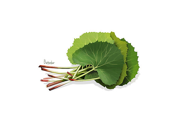 PSD 일러스트 사람없음 신선 오브젝트 유기농 나물 봄나물 디테일 머위 국내일러스트 웰빙 채소 파일형식