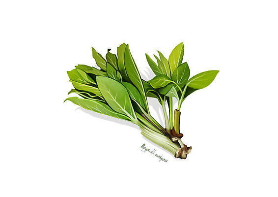 PSD 일러스트 사람없음 신선 오브젝트 유기농 나물 봄나물 디테일 가시오가피나물 국내일러스트 웰빙 채소 파일형식