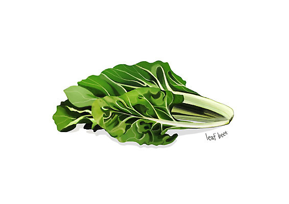 PSD 일러스트 사람없음 신선 근대 오브젝트 유기농 나물 봄나물 디테일 국내일러스트 웰빙 채소 파일형식