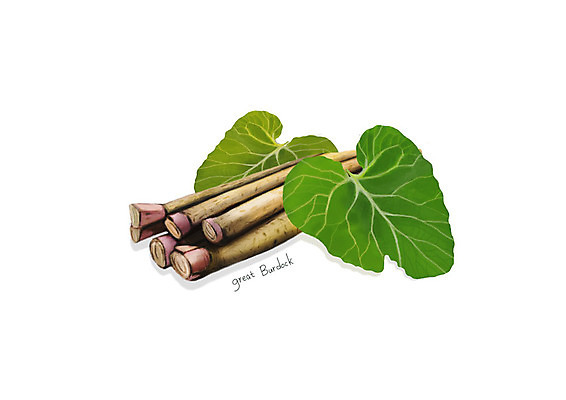 PSD 일러스트 사람없음 신선 오브젝트 유기농 나물 봄나물 우엉 디테일 국내일러스트 웰빙 채소 파일형식