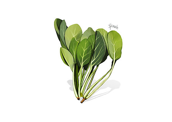 PSD 일러스트 사람없음 신선 오브젝트 유기농 나물 시금치 봄나물 디테일 국내일러스트 웰빙 채소 파일형식