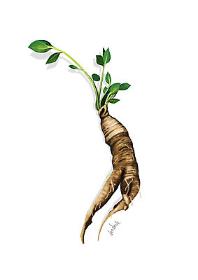 PSD 일러스트 사람없음 신선 오브젝트 유기농 나물 더덕 봄나물 제철 디테일 제철음식 국내일러스트 웰빙 음식 채소 파일형식