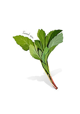 PSD 일러스트 사람없음 신선 오브젝트 유기농 나물 봄나물 제철 취나물 디테일 제철음식 국내일러스트 웰빙 음식 채소 파일형식