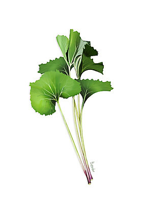 PSD 일러스트 사람없음 신선 오브젝트 유기농 나물 봄나물 디테일 머위 국내일러스트 웰빙 채소 파일형식