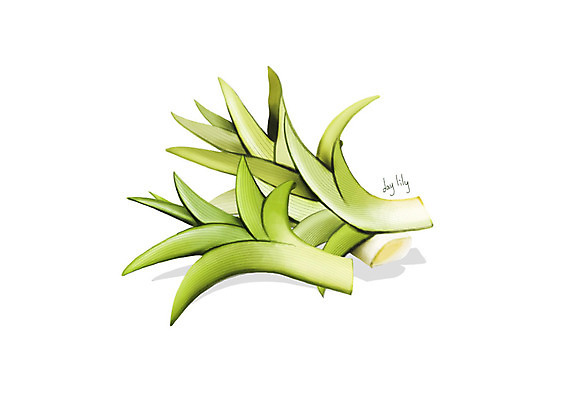 PSD 일러스트 사람없음 신선 오브젝트 유기농 나물 봄나물 원추리 디테일 국내일러스트 웰빙 채소 파일형식