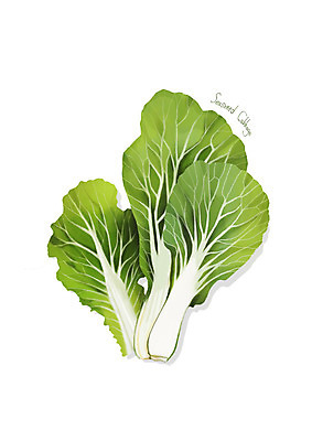 PSD 일러스트 사람없음 신선 오브젝트 유기농 나물 봄나물 봄동 디테일 국내일러스트 웰빙 채소 파일형식