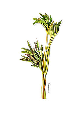 PSD 일러스트 사람없음 신선 오브젝트 유기농 나물 봄나물 디테일 눈개승마 국내일러스트 웰빙 채소 파일형식