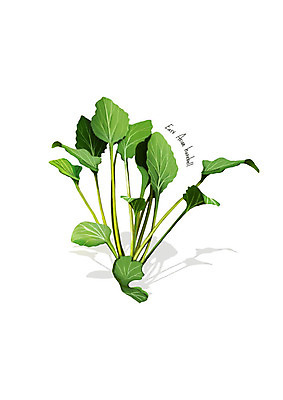 PSD 일러스트 사람없음 신선 오브젝트 유기농 나물 봄나물 영아자 디테일 국내일러스트 웰빙 채소 파일형식