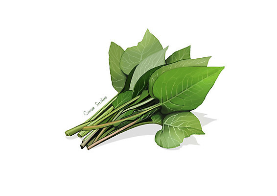 PSD 일러스트 사람없음 신선 오브젝트 유기농 나물 곤드레 봄나물 디테일 산나물 국내일러스트 웰빙 채소 파일형식