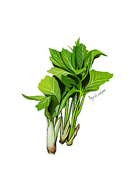 PSD 일러스트 사람없음 신선 오브젝트 유기농 나물 봄나물 디테일 어린오가피순 국내일러스트 웰빙 채소 파일형식