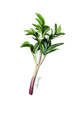 PSD 일러스트 사람없음 신선 오브젝트 유기농 나물 봄나물 디테일 구릿대나물 국내일러스트 웰빙 채소 파일형식