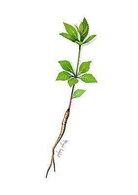 PSD 일러스트 사람없음 신선 오브젝트 유기농 나물 봄나물 디테일 잔대 국내일러스트 웰빙 채소 파일형식