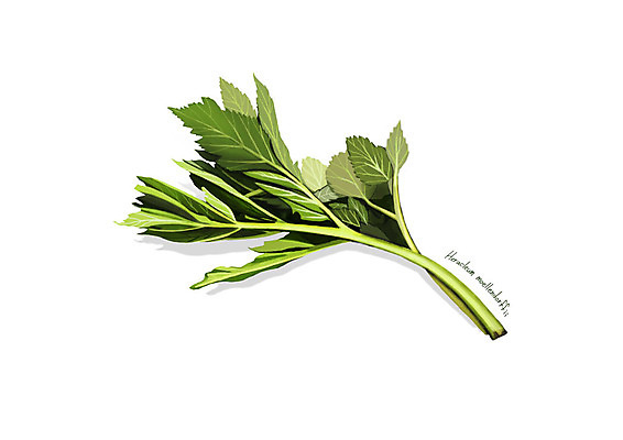 PSD 일러스트 사람없음 신선 오브젝트 유기농 나물 봄나물 디테일 어수리 국내일러스트 웰빙 채소 파일형식