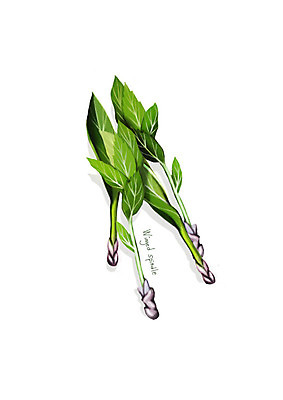 PSD 일러스트 사람없음 신선 오브젝트 유기농 나물 봄나물 디테일 홑잎나물 국내일러스트 웰빙 채소 파일형식