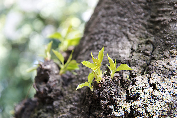 포토 JPG 주간 나무 잎 풍경 사람없음 야외 아웃포커스 제주도 맑음 봄풍경 봄 문화재 벚나무 사적지 삼성혈 국내포토 자연요소 식물 계절 유적지 날씨 한국 촬영기법 벚꽃 파일형식