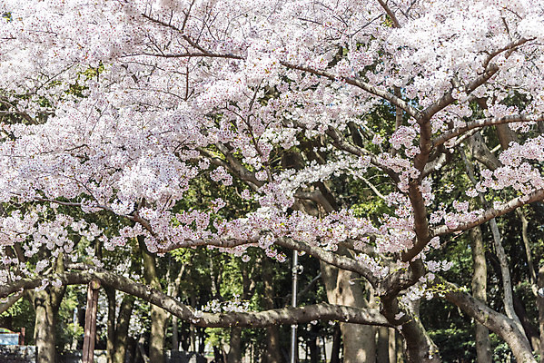 포토 JPG 주간 풍경 사람없음 야외 제주도 맑음 봄풍경 봄 벚꽃 벚나무 삼성혈 국내포토 자연요소 나무 계절 꽃 유적지 날씨 한국 파일형식