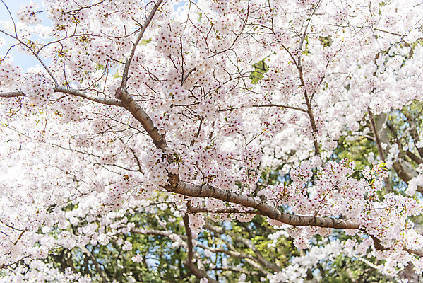포토 JPG 주간 풍경 사람없음 야외 제주도 맑음 봄풍경 봄 벚꽃 벚나무 삼성혈 국내포토 자연요소 나무 계절 꽃 유적지 날씨 한국 파일형식