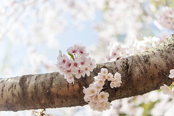포토 JPG 주간 풍경 사람없음 야외 아웃포커스 제주도 맑음 봄풍경 봄 벚꽃 벚나무 삼성혈 국내포토 자연요소 나무 계절 꽃 유적지 날씨 한국 촬영기법 파일형식