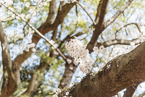 포토 JPG 주간 풍경 사람없음 야외 아웃포커스 제주도 맑음 봄풍경 봄 벚꽃 벚나무 삼성혈 국내포토 자연요소 나무 계절 꽃 유적지 날씨 한국 촬영기법 파일형식