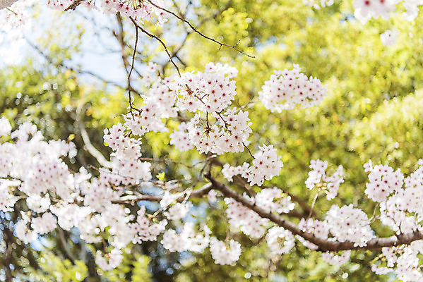 포토 JPG 주간 풍경 사람없음 야외 아웃포커스 제주도 맑음 봄풍경 봄 벚꽃 벚나무 삼성혈 국내포토 자연요소 나무 계절 꽃 유적지 날씨 한국 촬영기법 파일형식