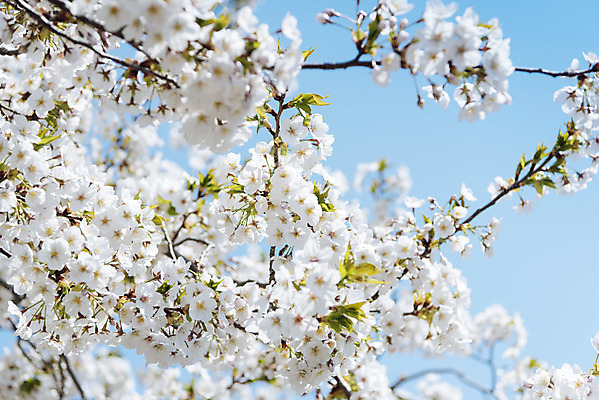 포토 JPG 주간 하늘 풍경 사람없음 야외 제주도 맑음 봄풍경 봄 벚꽃 벚나무 국내포토 자연요소 나무 계절 꽃 날씨 한국 파일형식