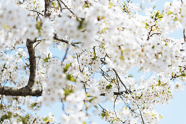 포토 JPG 주간 하늘 풍경 사람없음 야외 아웃포커스 제주도 맑음 봄풍경 봄 벚꽃 벚나무 국내포토 자연요소 나무 계절 꽃 날씨 한국 촬영기법 파일형식