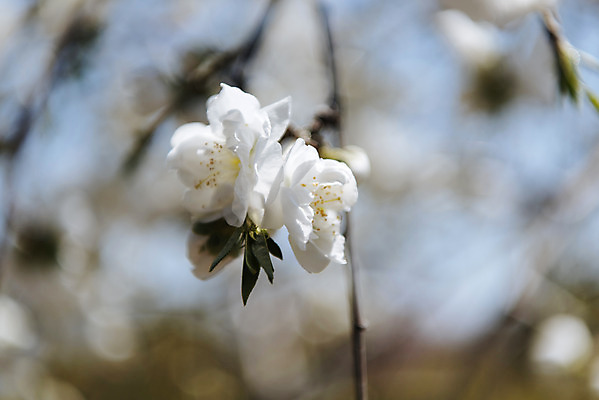포토 JPG 주간 풍경 사람없음 야외 아웃포커스 제주도 맑음 봄풍경 봄 매화 매화나무 국내포토 자연요소 나무 계절 꽃 날씨 한국 촬영기법 파일형식
