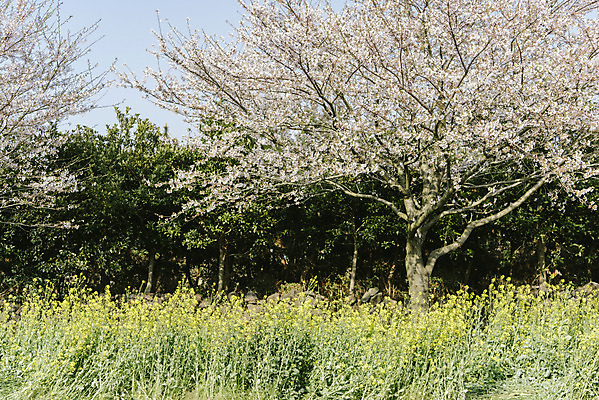 포토 JPG 주간 풍경 사람없음 야외 제주도 맑음 봄풍경 봄 벚꽃 벚나무 유채 정석항공장 국내포토 자연요소 나무 계절 꽃 길 날씨 한국 파일형식